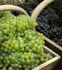 The Treasures of Champagne, фото 5