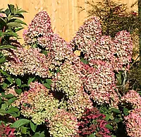 Гортензія волотиста Меджикал Кендл / Hydrangea pan. 'Magical Candle'®, С3, 3 роки, 20+см