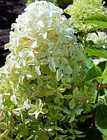 Гортензія волотиста Меджикал Лайм Спаркл/ Hydrangea paniculata Magical Lime Sparkle, С3, 3 роки