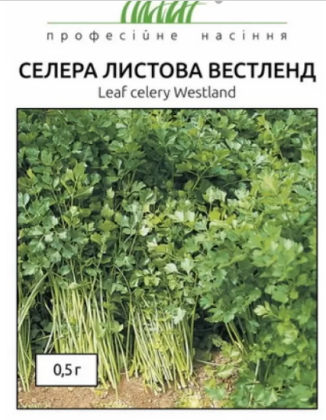 Насіння пряні трави Селера Вестленд