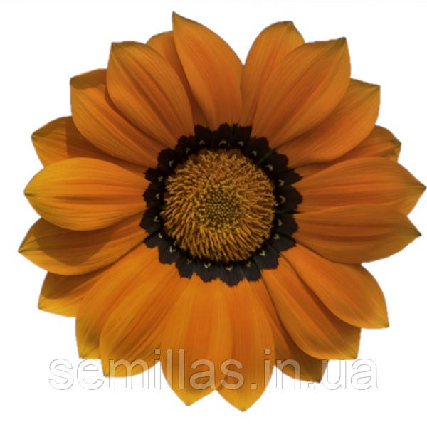 Насіння газанії Енорма, 1000 шт, Помаранчеве Коло