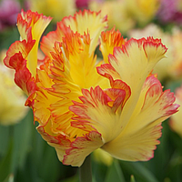 Тюльпан папуговий Caribbean Parrot 11/12