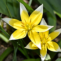 Тюльпан ботанічний Tarda 6/7