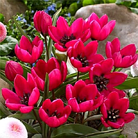 Тюльпан ботанічний Violacea Black Base 6/7