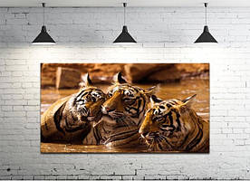 Картина на полотні на стіну для інтер`єру/спальні/прихожої DK Тигри 50х100 см (DKP50100-z1091)
