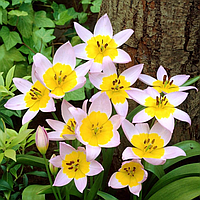 Тюльпан ботанический saxatilis 6/7