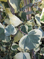 Плющ колхідський Дентата Варієгата. Hedera col. Dentata Variegata.