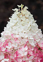 Гортензія волотиста Лівін Строберрі Блоссом/ Hydrangea paniculata Living Strawberry Blossom, С4, 4 роки, 20+см
