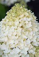 Гортензія волотиста Лівін Шуга Раш / Hydrangea paniculata Living Sugar Rush С5, 4 роки