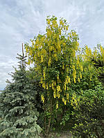 БОБОВНИК (LABURNUM LEGUMINOSAE) «ЗОЛОТОЙ ДОЖДЬ» /Н 2.0-3.0 м/ ком