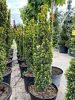 ТИС ЯГОДНЫЙ (TAXUS BACCATA) DAVID /H 0.9-0.95 м / С25 L