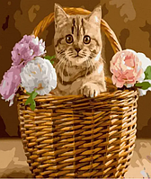 Картина за номерами Кіт у кошику Картини малювання за цифрами тварини на полотні 40х50см Rainbow Art GX45135