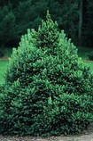 Ялина канадська Сайс Вондер / Picea glauca 'Cy's Wonder', С7,5, 7 років, 35+ см, фото 7