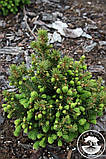 Ялина канадська Сайс Вондер / Picea glauca 'Cy's Wonder', С7,5, 7 років, 35+ см, фото 8