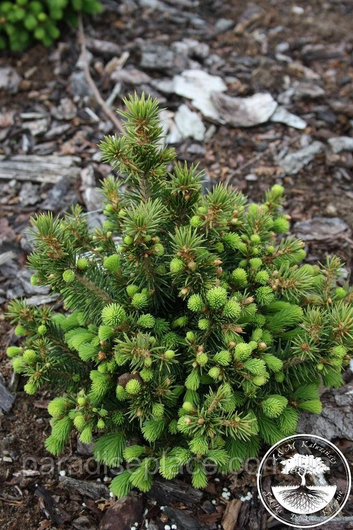 Ялина канадська Цис Вондер / Picea glauca 'Cy's Wonder', С7,5, 7 років, 35+ см - фото 8 - id-p1850866211