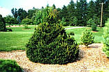 Ялина канадська Сайс Вондер / Picea glauca 'Cy's Wonder', С7,5, 7 років, 35+ см, фото 9