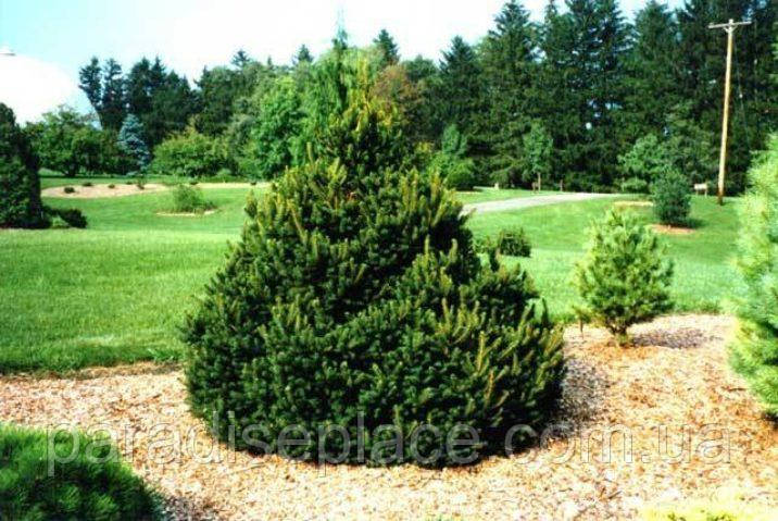Ялина канадська Цис Вондер / Picea glauca 'Cy's Wonder', С7,5, 7 років, 35+ см - фото 9 - id-p1850866211