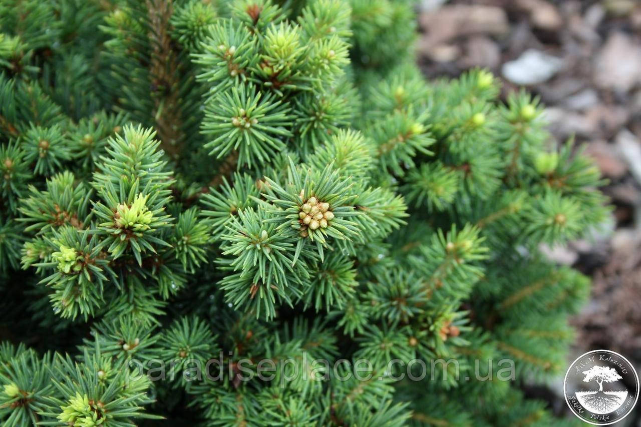 Ялина канадська Цис Вондер / Picea glauca 'Cy's Wonder', С7,5, 7 років, 35+ см - фото 10 - id-p1850866211