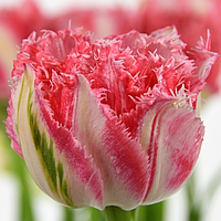 Тюльпан махровий оторочений Ranomi 12+