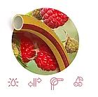 Садовий шланг Ø 1/2" (12,5мм) 30 м.п. "Fruit + Berry" (Symmer), фото 4