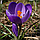 Крокус великоквітковий Flower Record 10+, фото 5