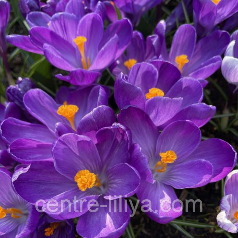 Крокус крупноцветковый Flower Record 10+: продажа, цена в Миргороде ...