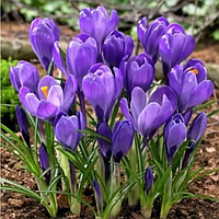 Крокус великоквітковий Remembrance 10+