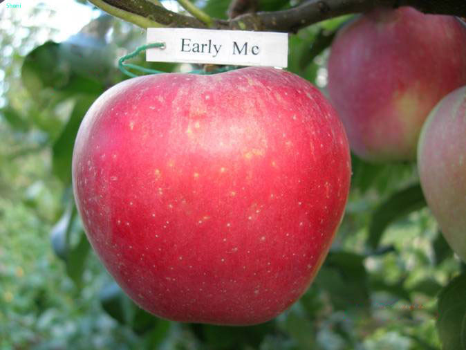 Саженець яблуні "Ерлі мак"