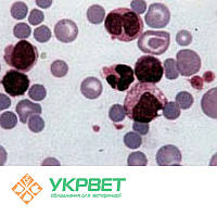 Тест-система для виявлення інфекційної анемії коней (Equine Infectious Anemia)