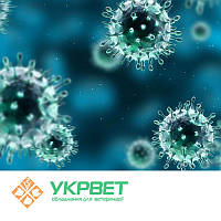 Тест-система для виявлення вірусного артеріїту коней (Equine Viral Arteritis)