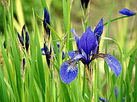 Растение для пруда: Ирис болотный, синий.