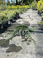 Можжевельник горизонтальный (juniperus horizontalis ) Wiltonii /d 0.5-0.6 м / C5 L