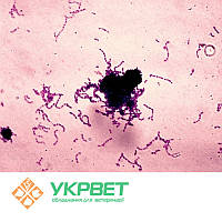 Тест-система для виявлення мита коней