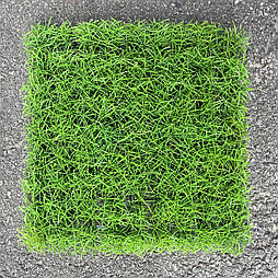 Трава килимок кохея вінцева .25*25 см
