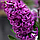 Гіацинт Purple Sensation 18/19 (фіолетовий), фото 3