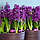 Гіацинт Purple Sensation 18/19 (фіолетовий), фото 6