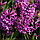 Гіацинт Purple Sensation 18/19 (фіолетовий), фото 3