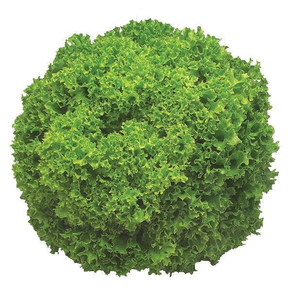 Насіння салату (лоло біонда) Левістро (Levistro) 100 драже, фото 1