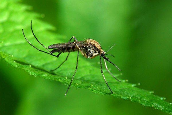 Послуги з обробки території від комарів та мошки