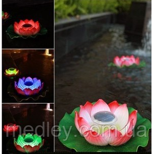 декоративні квіти