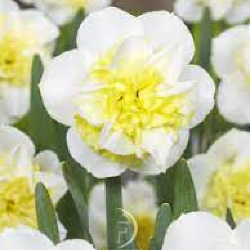 Нарцис махровий Amira (Fair Lady) 14/16