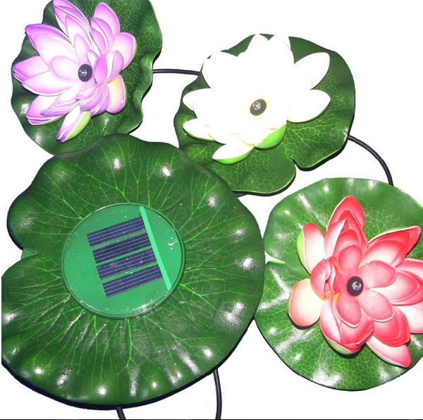 декоративні квіти