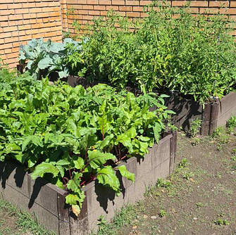 Голландські грядки II (друге покоління)