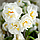 Нарцис махровий букетний Bridal Crown 12/14, фото 3