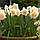 Нарцис махровий букетний Bridal Crown 12/14, фото 4