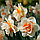 Нарцис махровий Flower Parade 14/16, фото 4
