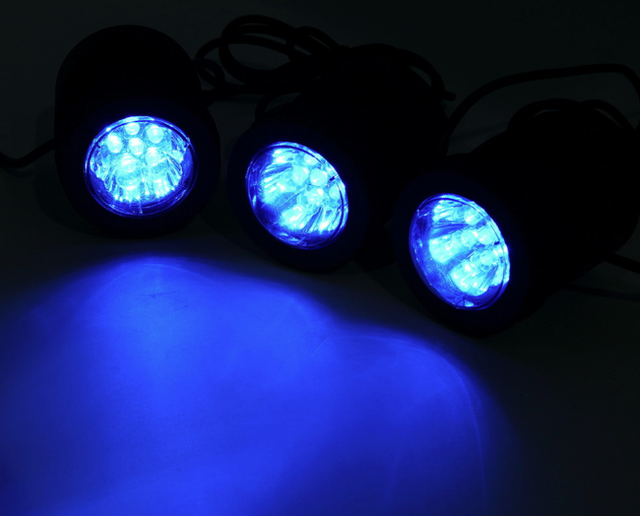 амфібія синя