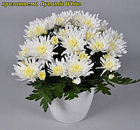 Хризантема Dynamic White (Динамический Белый)