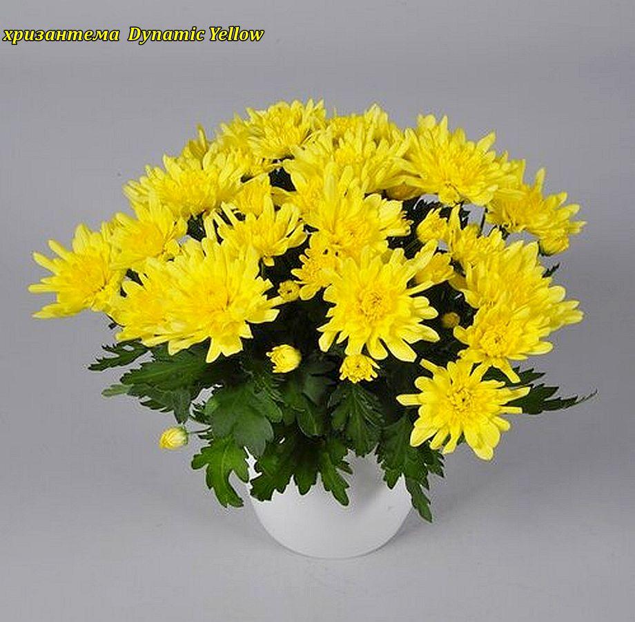 Хризантема Dynamic Yellow (Динамічний Жовтий) розсада