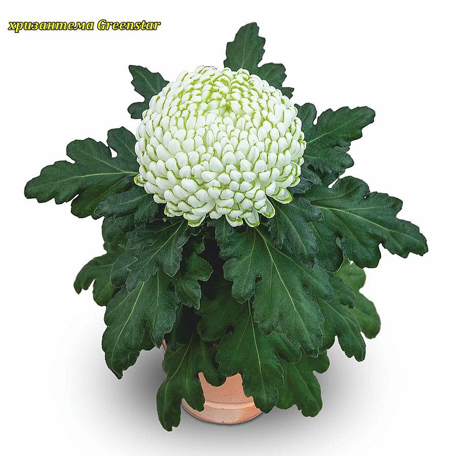 Хризантема Greenstar (Гринстар) розсада